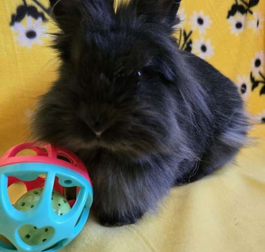 Photo of Mason