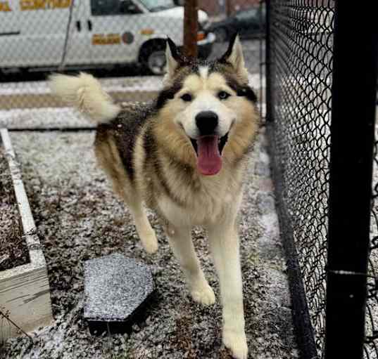 Photo of Balto
