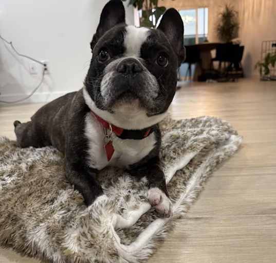 Photo of Bella