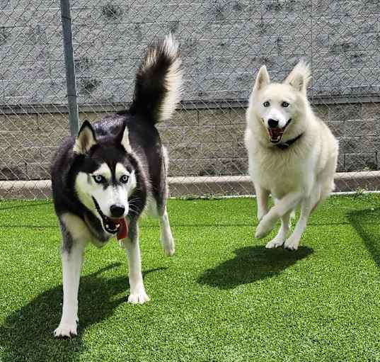 Photo of Axel and Canada