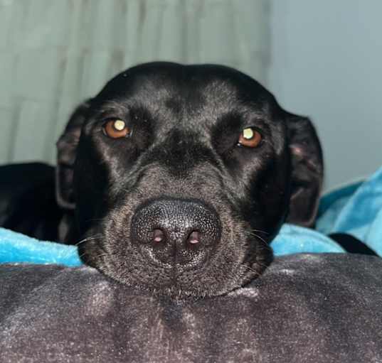 Photo of Stella