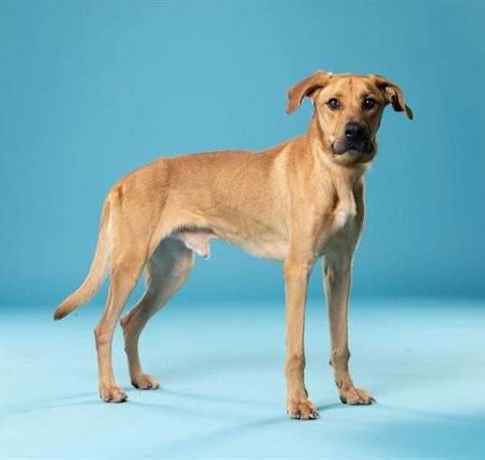 Photo of BUDDY