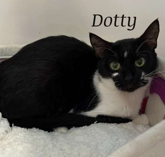 Photo of Dotty