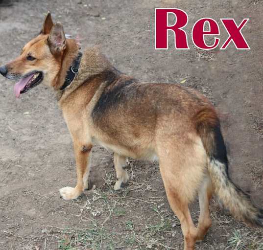 Photo of REX