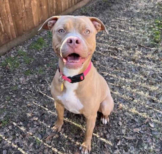 Photo of SHASTA