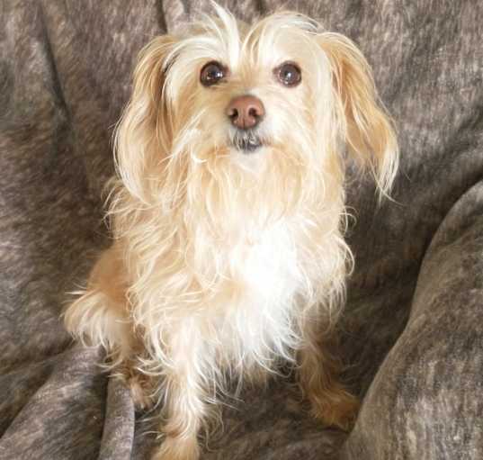 Photo of Blondie (Courtesy Post)