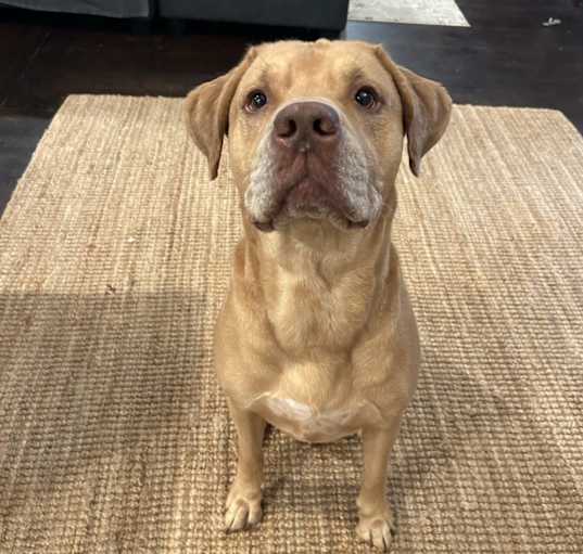 Photo of Simba