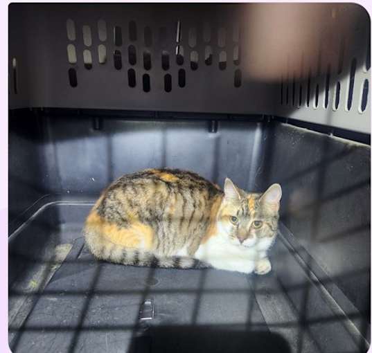 Photo of Fire Cat # 4