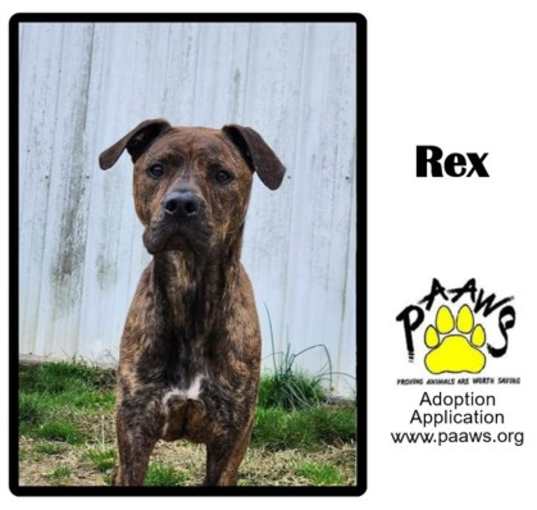 Photo of Rex / Beetle juice