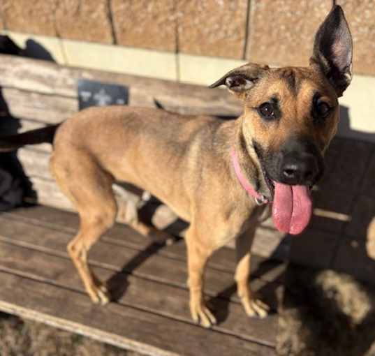 Photo of BUTTERSCOTCH