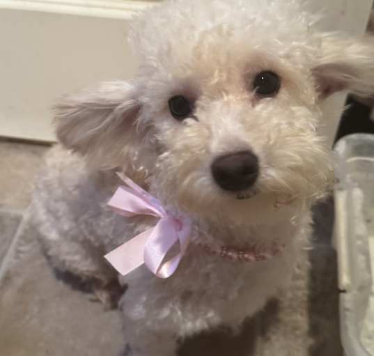 Photo of Lily