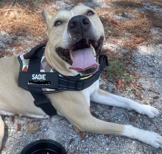 Photo of Sadie