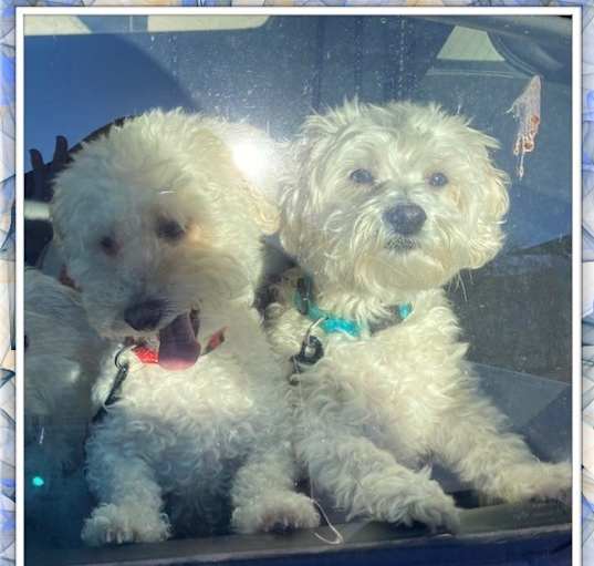 Photo of Quasar and Zar - C.TX