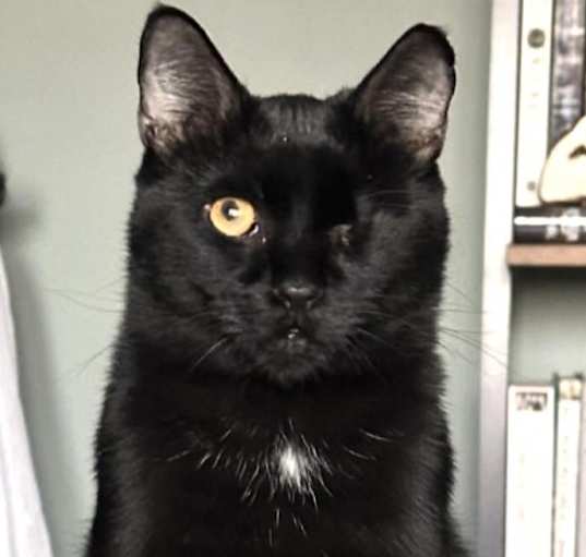 Photo of Figgy Newton