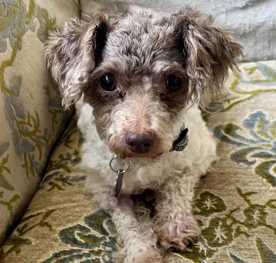 Photo of Dixon