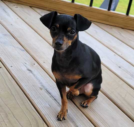Photo of Buddy
