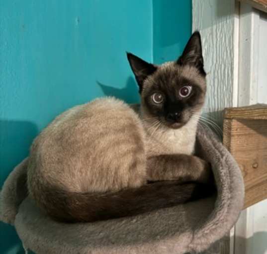 Photo of Mushu