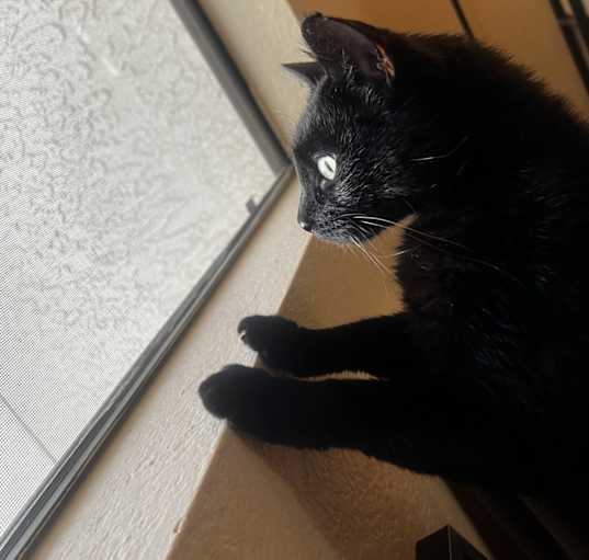 Photo of Suki