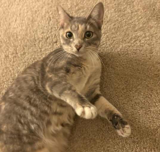 Photo of Kora