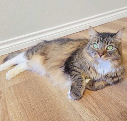Photo of Olive