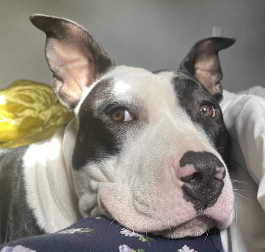 Photo of Boogie