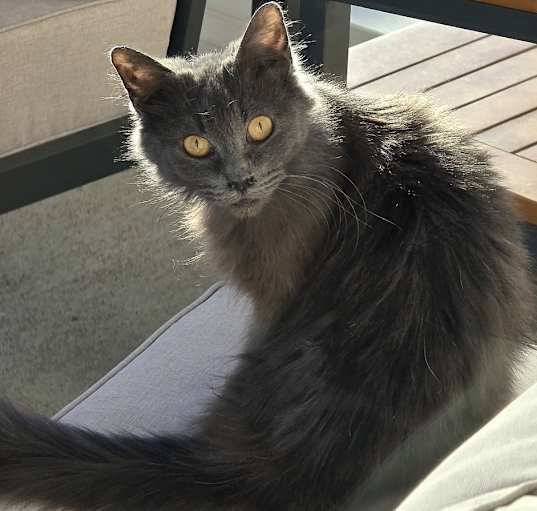 Photo of Sparkle