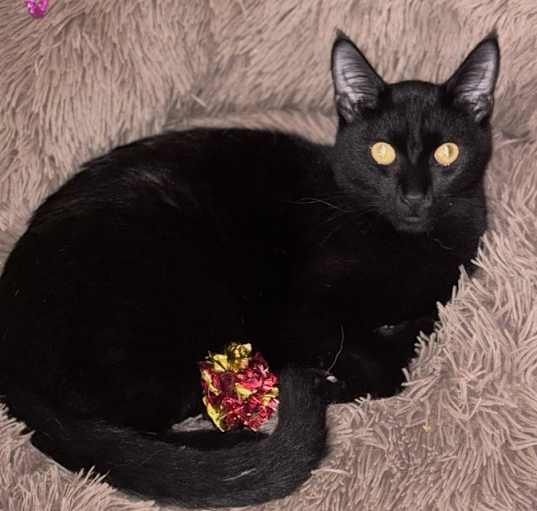 Photo of Velvet