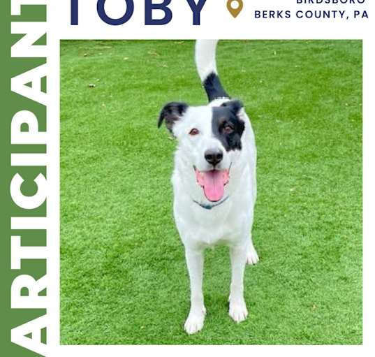 Photo of Toby (fka Cody)