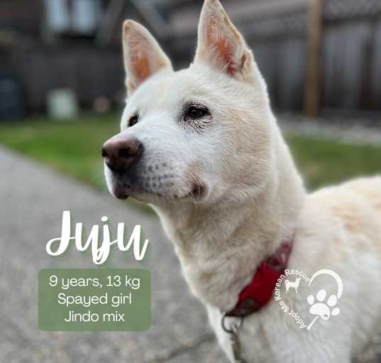 Photo of Juju