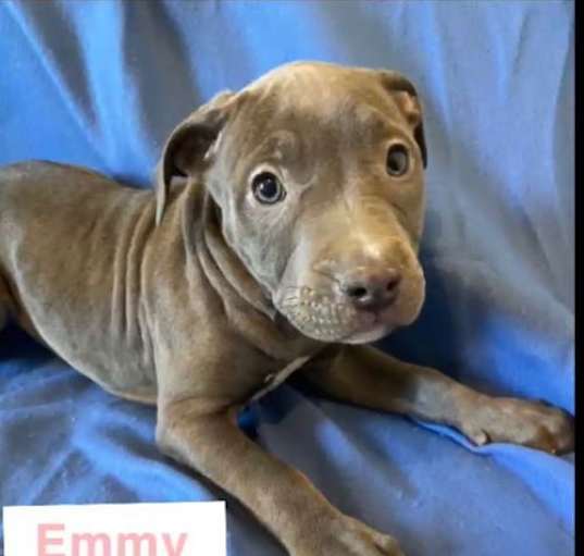 Photo of Emmy