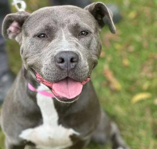 Photo of Bella