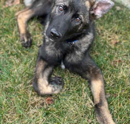 Photo of Hank