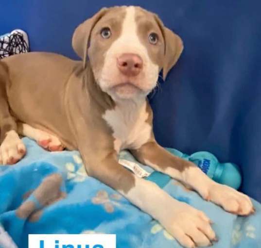 Photo of Linus