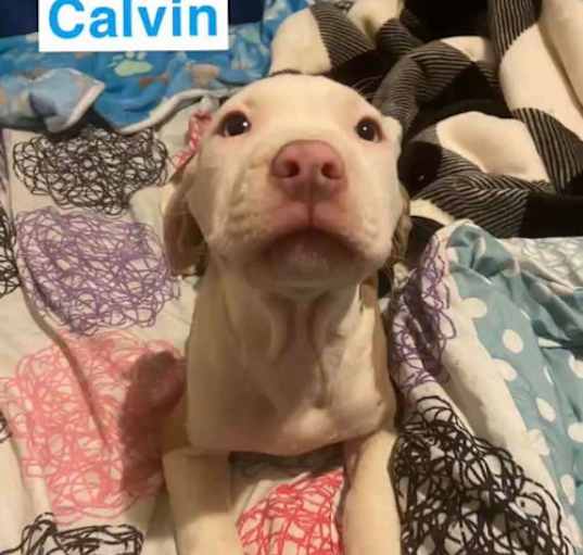 Photo of Calvin
