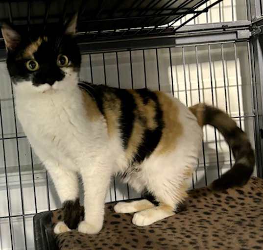 Photo of Athena