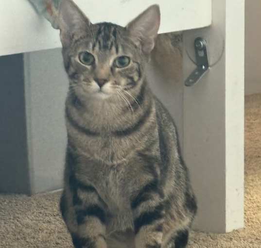 Photo of Tigger