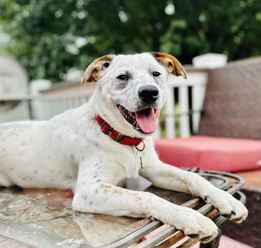 Photo of Wrangler