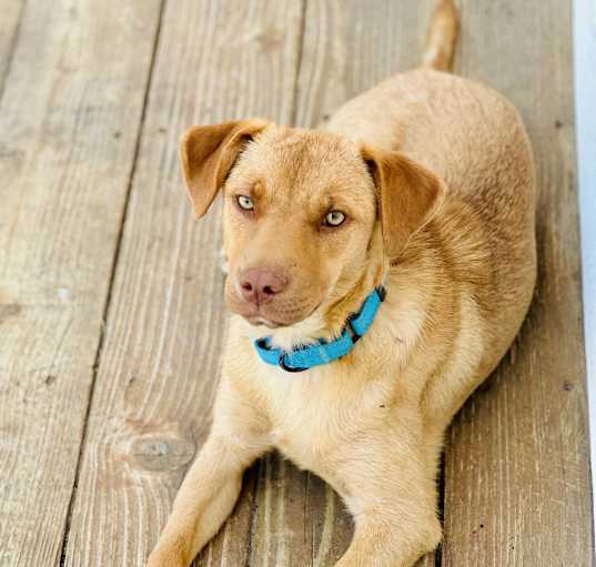 Photo of Harley