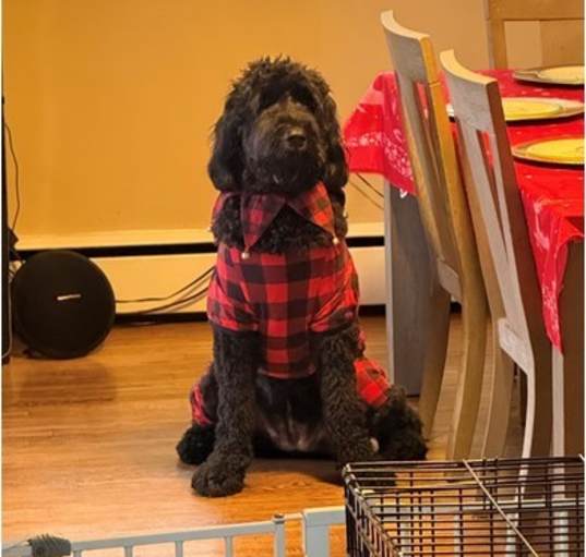 Photo of KoKo