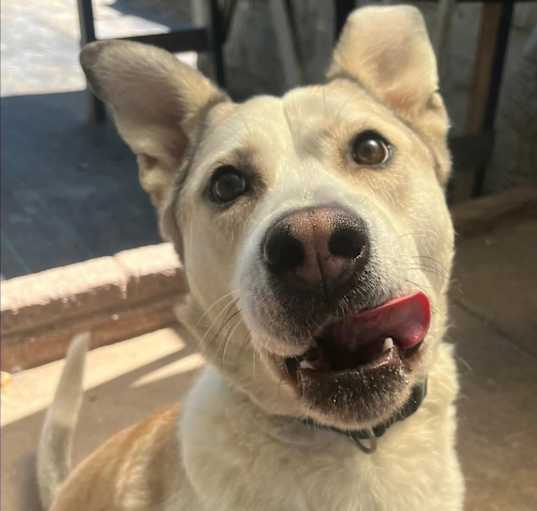Photo of Sammy
