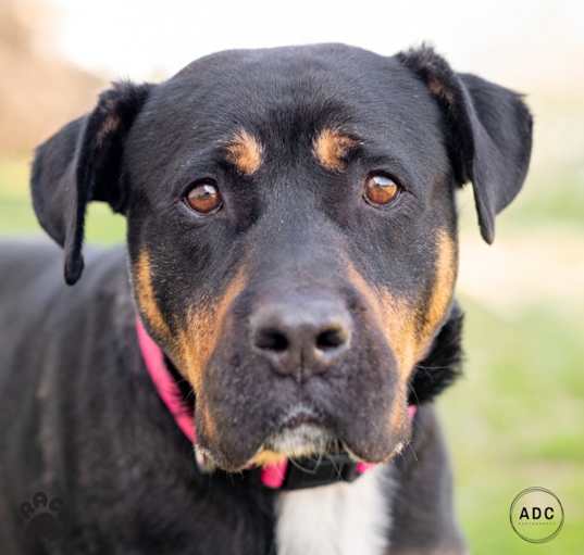 Photo of Duchess - In Foster