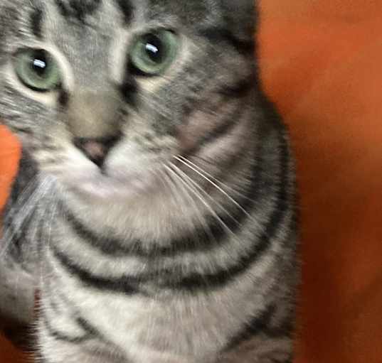 Photo of Beans