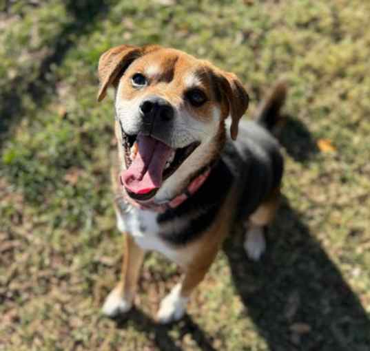 Photo of Hank