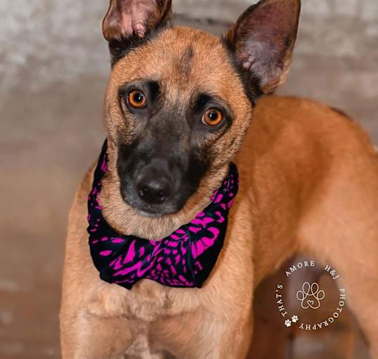 Photo of Piper
