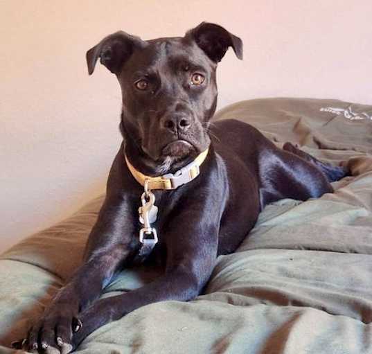 Photo of Apple aka Jet