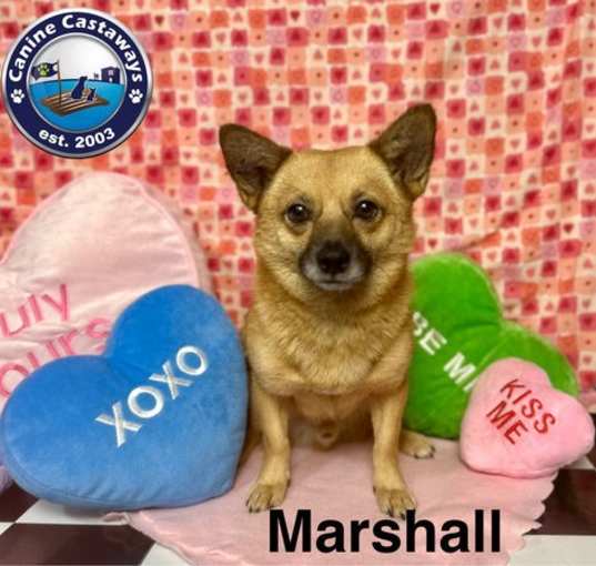 Photo of Marshall