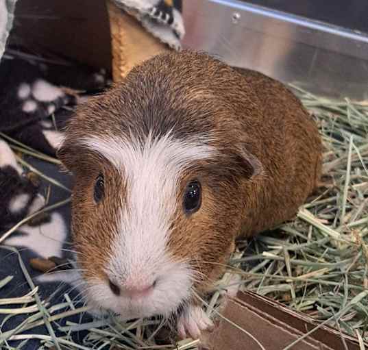 Photo of Blaze