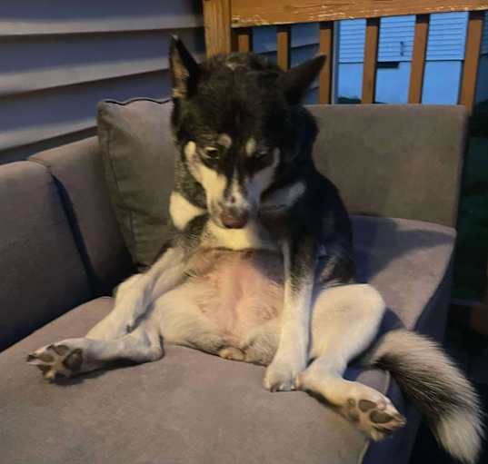 Photo of Nova