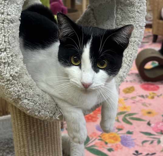 Photo of Zorro