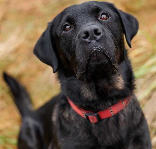 Photo of Nitro